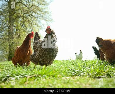 Freilaufende Hühner grasen auf dem Feld Stockfoto