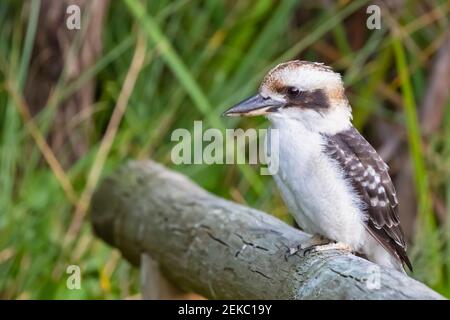 Australien, Westaustralien, Windy Harbour, Nahaufnahme der lachenden Kookaburra (Dacelo novaeguineae), die auf dem Ast steht Stockfoto