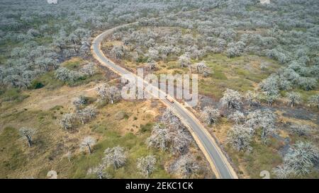 Luftaufnahme eines LKWs, der auf einer von massiven Baobab-Bäumen umgebenen Straße unterwegs ist, Cabo Ledo Area, Angola Stockfoto