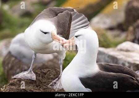 Ein schwarzbraunes Albatross-Paar baut ein Nest auf den Klippen von West Point Island, Falkland Islands Stockfoto