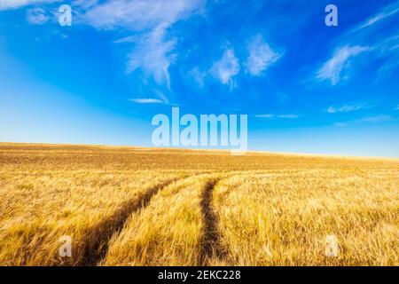 Großbritannien, Schottland, East Lothian, Traktorenbahnen im Gerstenfeld (Hordeum vulgare) Stockfoto