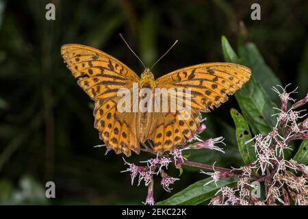 Deutschland, Bayern, Chiemgau, Nahaufnahme von silbergewaschenen Fritillären (Argynnis paphia) Schmetterlingen Stockfoto