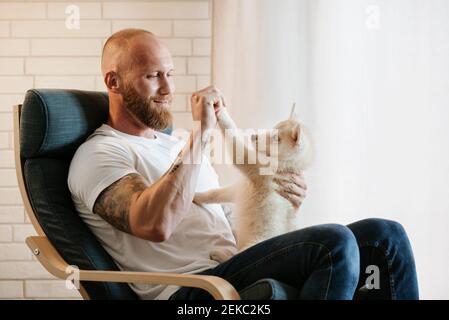 Mittlerer Erwachsener Mann spielt mit sibirischen Husky Welpen während sitzen Auf dem Sessel zu Hause Stockfoto