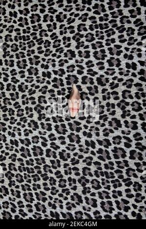 Nase des Teenagers guckt durch Loch im Leopardendruck Muster Stockfoto