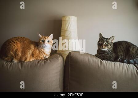 Katzen entspannen sich auf dem Sofa an der Wand zu Hause Stockfoto