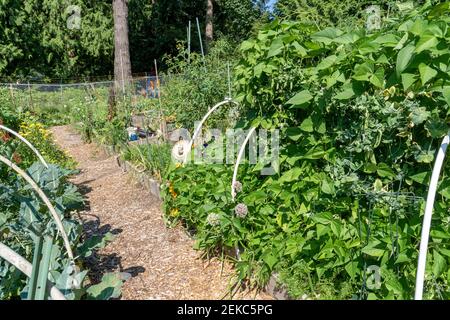 Issaquah, Washington, USA. Hochgartenbeete in einem Gemeinschaftsgarten mit Polbohnen, Karpfenerbsen, Blumenkohl, Tomaten, Zwiebeln und mehr. (PR) Stockfoto