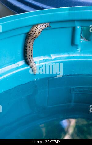 Issaquah, Washington, USA. Leopard Slug (LiMax maximus) kriecht die Seite eines Plastikfasses mit Regenwasser hoch. Auch Garden Slug genannt, Great Grey G Stockfoto