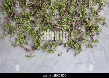 Blumen Thymian gesammelt zum Trocknen. Kräutertee Thymian. Wildes Kraut Thymus vulgaris auf grauem Betongrund. Flach liegend. Draufsicht. Speicherplatz kopieren. Stockfoto