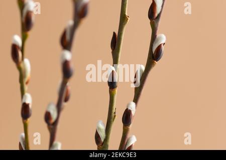 Osterzweig der Weide auf beigem Hintergrund. Weidenzweige und Knospen. Federhintergrund. Nahaufnahme. Stockfoto