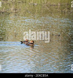 Paar Kapuzenenten, ein weibliches und nicht-brütendes Männchen, Lophodytes cucullatus, schwimmend im kleinen Retentionsbecken, Gainesville, Florida, USA. Stockfoto