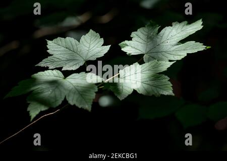 Frische grüne Ahornblätter auf dem Zweig im Park Stockfoto