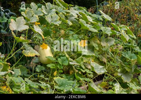 Issaquah, Washington, USA. Spaghetti Squash Pflanze mit Blight auf den Blättern Stockfoto