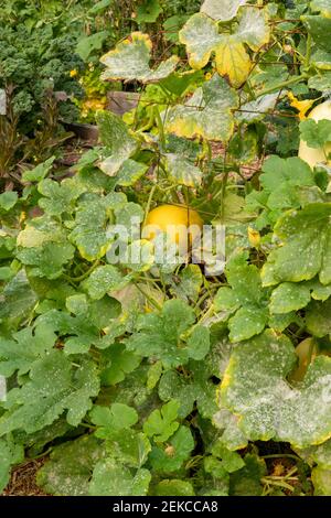 Issaquah, Washington, USA. Spaghetti Squash Pflanze mit Blight auf den Blättern Stockfoto