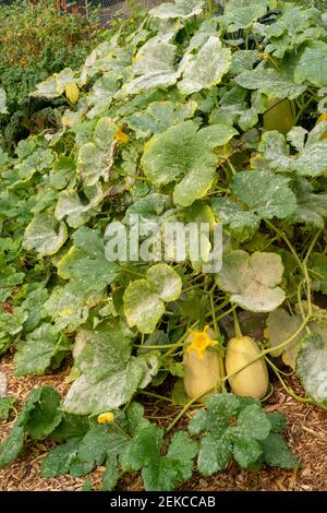 Issaquah, Washington, USA. Spaghetti Squash Pflanze mit Blight auf den Blättern Stockfoto