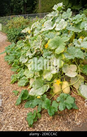 Issaquah, Washington, USA. Spaghetti Squash Pflanze mit Blight auf den Blättern Stockfoto