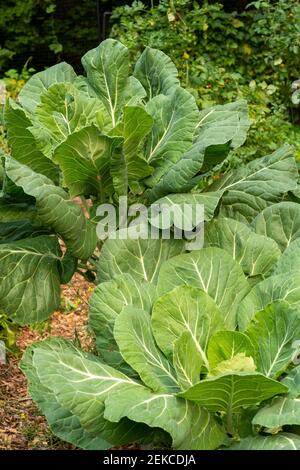 Issaquah, Washington, USA. Collard Greens Pflanzen Stockfoto