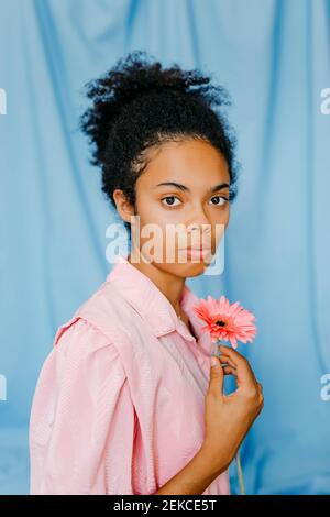 Junge Frau hält Gerbera Gänseblümchen Blume durch blauen Vorhang Stockfoto