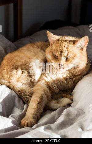 Nahaufnahme von Ingwer Hauskatze im Bett liegen Stockfoto