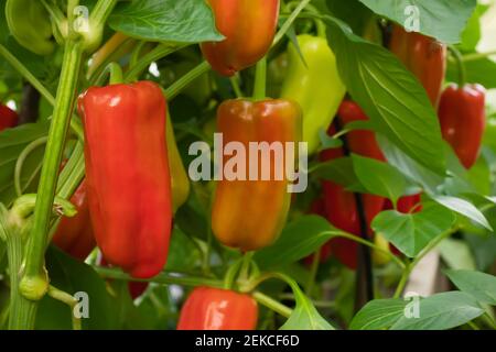 Mehrere rote Paprika reifen auf einem Busch in einem Gewächshaus. Stockfoto