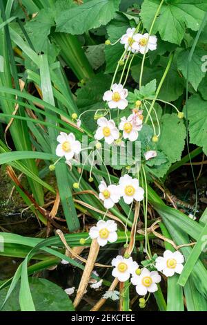 Issaquah, Washington, USA. Japanische Anemone (Anemone hupehensis) blüht. Auch bekannt als Japanische Blume, Windflower oder Japanische Windflower. Stockfoto