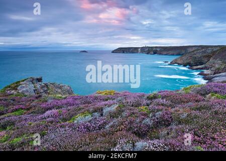 Heide am Cap Frehel, Bretagne in Sonnenuntergangsfarben. Seascape mit Blumen. Stockfoto