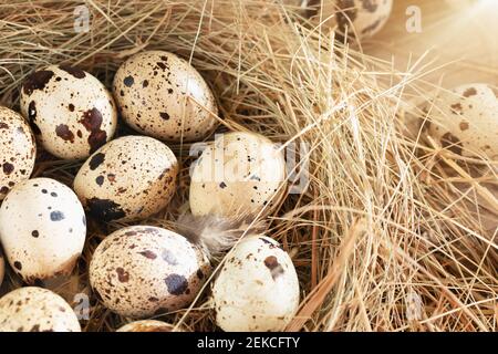 Mehrere Wachteleier in einem dekorativen Nest aus Stroh auf einem Holztisch aus der Nähe. Stockfoto