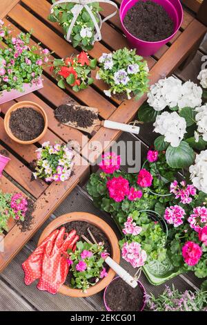 Rosa Sommerblumen auf dem Balkon angebaut Stockfoto