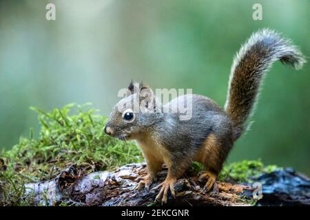 Issaquah, Washington, USA. Douglas Eichhörnchen steht auf einem Baumstamm. Auch bekannt als Chickaree, Chicory und Kiefer Eichhörnchen. Stockfoto