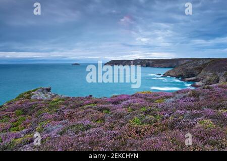 Heidekraut in voller Blüte an der Küste bei Sonnenuntergang. Cap Frehel, Bretagne. Himmel und Heide im gleichen Schatten. Seascape mit Blumen. Stockfoto