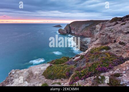 Heide an der Küste bei Sonnenuntergang. Cap Frehel, Bretagne. Himmel und Heide im gleichen Schatten. Seascape mit Blumen. Stockfoto