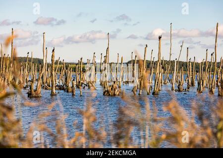 Große Kormorane (Phalacrocorax carbo), die auf Baumstümpfen stehen und aus dem Wasser in der Moorlandschaft des Peene Valley gucken Stockfoto