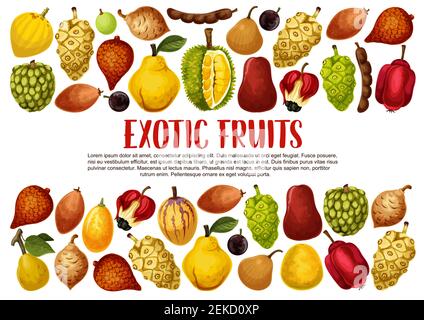 Tropische exotische Früchte Vektor-Banner mit Rändern von asiatischen Durian, Quitte und Pomelo, Salak, Tamarinde und santol, Marula, Kumquat und Ackee, Jabuticab Stock Vektor