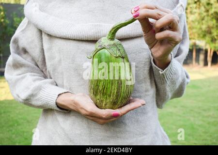 Weibchen hält großes grünes brinjal oder Aubergine oder indisches asiatisches Gemüse Aubergine in der Hand. Bio-hauseigene Küche Gartenarbeit von großen grünen mit Purpel Stockfoto