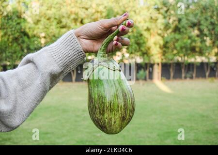 Weibchen hält großes grünes brinjal oder Aubergine oder indisches asiatisches Gemüse Aubergine in der Hand. Bio-hauseigene Küche Gartenarbeit von großen grünen mit Purpel Stockfoto