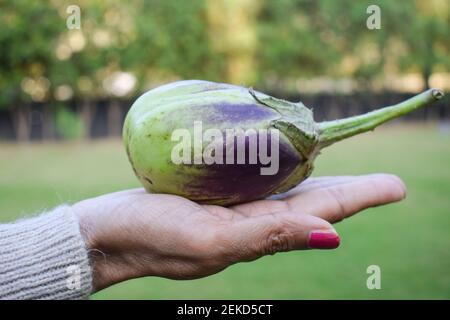 Weibchen hält großes grünes brinjal oder Aubergine oder indisches asiatisches Gemüse Aubergine in der Hand. Bio-hauseigene Küche Gartenarbeit von großen grünen mit Purpel Stockfoto