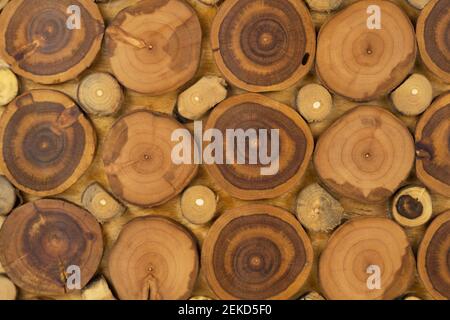 Holzplatte aus Schnitten aus einem Baumstamm. Draufsicht Stockfoto