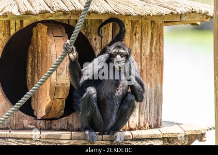 Spinnenaffen sind New World Affen, die zur Gattung Ateles gehören, Teil der Unterfamilie Atelinae, Familie Atelidae Stockfoto