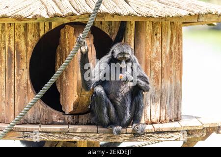 Spinnenaffen sind New World Affen, die zur Gattung Ateles gehören, Teil der Unterfamilie Atelinae, Familie Atelidae Stockfoto