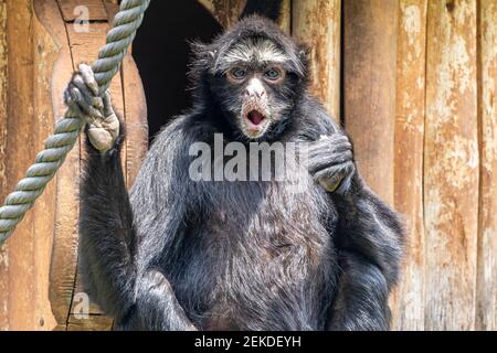 Spinnenaffen sind New World Affen, die zur Gattung Ateles gehören, Teil der Unterfamilie Atelinae, Familie Atelidae Stockfoto