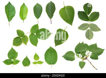 Set aus grünen Blättern von Apfel, Himbeere, Flieder, Hagebutte. Hohe Auflösung für 3D Texturierung von PBR Materialien oder Designs. Isoliert weiß Stockfoto