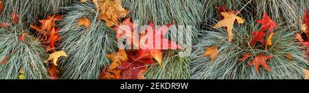 Nahaufnahme der Herbstblätter, Seattle, Washington, USA Stockfoto