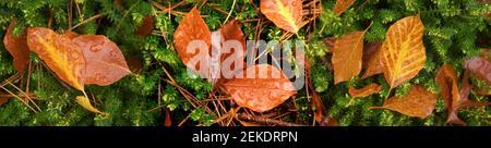 Nahaufnahme von nassen Blättern, Seattle, Washington, USA Stockfoto