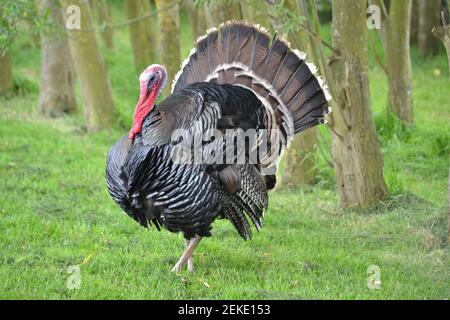 Türkei Wandern rund um Feld / Bäume auf EINEM Bauernhof - Großer Vogel - Geflügel - Türkei - Filey - Yorkshire - VEREINIGTES KÖNIGREICH Stockfoto