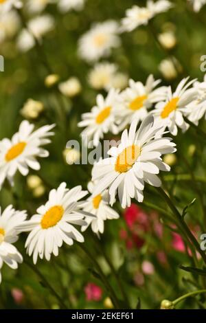 Shasta Daisies - große, klassische, weiße, einzelne Blüten mit gelben Zentren. Stockfoto