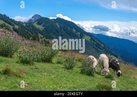 Schafherde in den Bergen auf einem grasbewachsenen Gelände. Sie essen Gras. Schöne Landschaft in Slowenien, Kriška gora. Slowenien Berge. Stockfoto