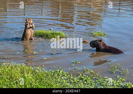 Capybara (Hydrochoerus hydrochaeris), erwachsen mit zwei Jungtieren, die im Amazonas-Teich spielen, einem riesigen Kaviennager, der in Südamerika beheimatet ist Stockfoto