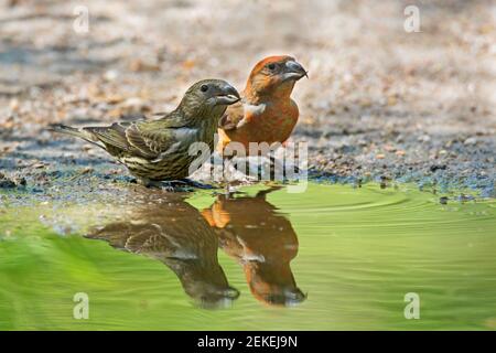 Roter Kreuzschnabel / Kreuzschnabel (Loxia curvirostra) Männliches und jugendliches Trinkwasser aus Teich / Bach Stockfoto