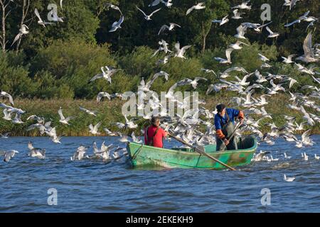 Zwei Fischer im Ruderboot / Ruderboot Angeln im See, umgeben von Schwarzer Möwen (Chroicocephalus ridibundus) im Sommer Stockfoto