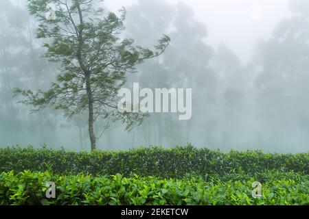 Ausgezeichnete gepflegte Ceylon Tee (orange pekoe in Camellia sinensis) Plantagen im Winter (nebliges Wetter). Plantage ist von Überresten umgeben Stockfoto