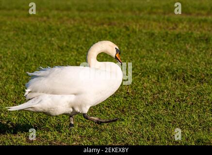 Weiblicher stummer Schwan (Cygnus olor), der über ein Erntefeld in Spring Sunshine, East Lothian, Schottland, Großbritannien läuft Stockfoto